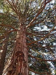 Image result for Incense Cedar Conifer Tree
