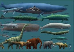 Image result for Biggest Animal in the World Scale