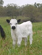 Image result for White Dexter Cattle
