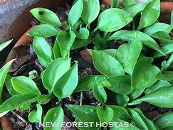 Image result for Hosta Thumb Nail