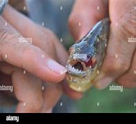 Image result for Sharp Teeth Fish