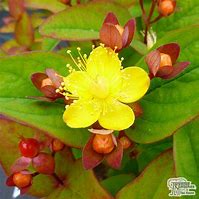 Image result for Hypericum inodorum Magical Red (r)