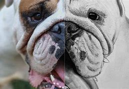 Image result for Bulldog Head Drawing