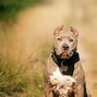 Image result for Pictures of a Raper Dog