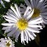 Image result for Aster dumosus Kristina