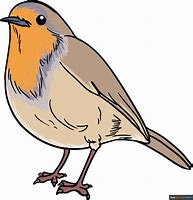 Image result for How to Draw Robin