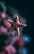 Image result for Patrick Star Plush Template