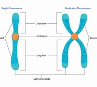 Image result for Chromosome Duplication