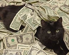 Image result for money cats memes