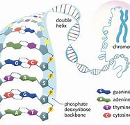 Image result for Gene Parts