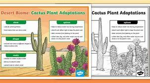 Image result for Adaptations in Seen in Cactus