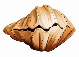 Image result for Coquillage Dessin PNG