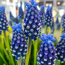 Image result for Muscari Night Eyes