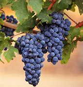 Image result for Grape Stem