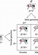 Image result for Homozygous Genetics