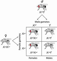 Image result for Homozygous Red