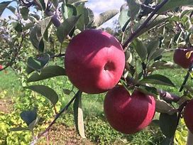 Image result for Winesap Apple Tree in the Fall Pictures