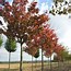 Image result for Prunus sargentii Rancho