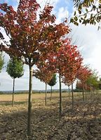 Image result for Prunus sargentii Rancho