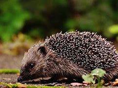 Image result for Hedgehog Hoglets