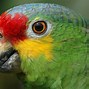 Image result for Stainless Parrot Toys