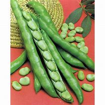 Image result for Fava Bean Seeds