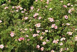 Image result for Potentilla fruticosa Pink Paradise