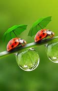 Image result for Popular Wallpaper Nature Cute