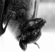 Image result for Cute Bat Photos