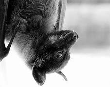 Image result for Cutest Bat