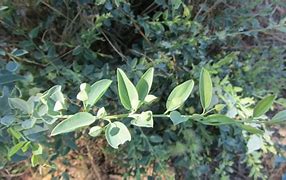 Image result for Maerua Edulis