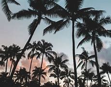Image result for Chill Palm Trees