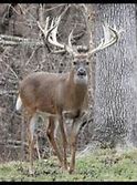 Image result for Limpy Gimpy Whitetail Deer