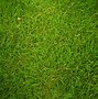 Image result for Natural Grass Texture