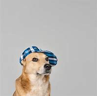 Image result for Dog Wearing Hat PFP