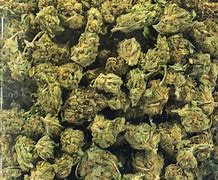 Image result for Size AA Buds