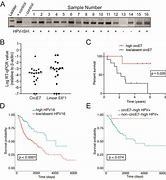 Image result for Lip Human Papillomavirus