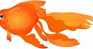 Image result for Goldfish Fish Clip Art