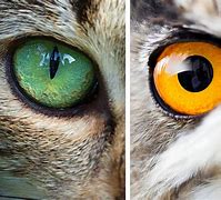Image result for ojos de animales