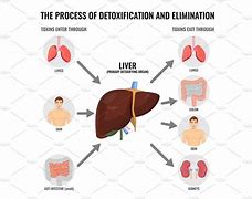 Image result for Detox Process Chart