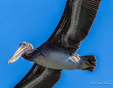 Image result for Prehistoric Pelican