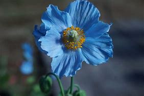 Image result for Meconopsis betonicifolia