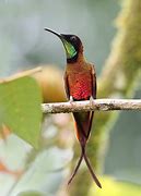 Image result for Topaza Trochilidae