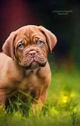 Image result for Cute Mastiff Puppies