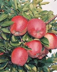 Image result for Bush Apple