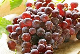 Image result for Red Seedless Grape Vine