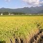 Image result for Rice Plant