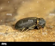 Image result for anobium_pertinax