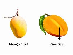 Image result for 1 Seed Fruits