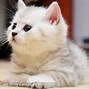 Image result for Cute Cat Wallpaper for Computer